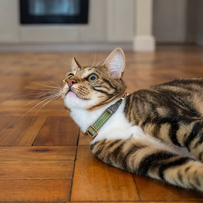 Tabby cat wearing a Rogz UrbanCat Safety Collar in Olive Twist with rose gold trims while lying indoors