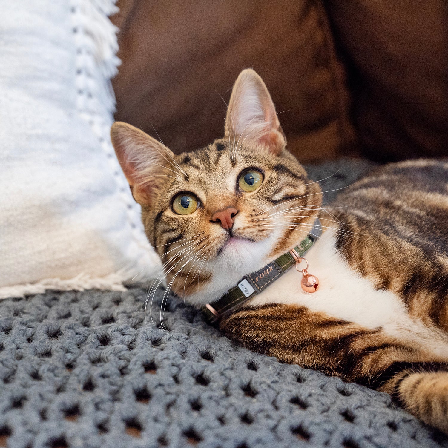 Tabby cat wearing a Rogz UrbanCat Safety Collar in Olive Twist with rose gold bell while lying on a blanket