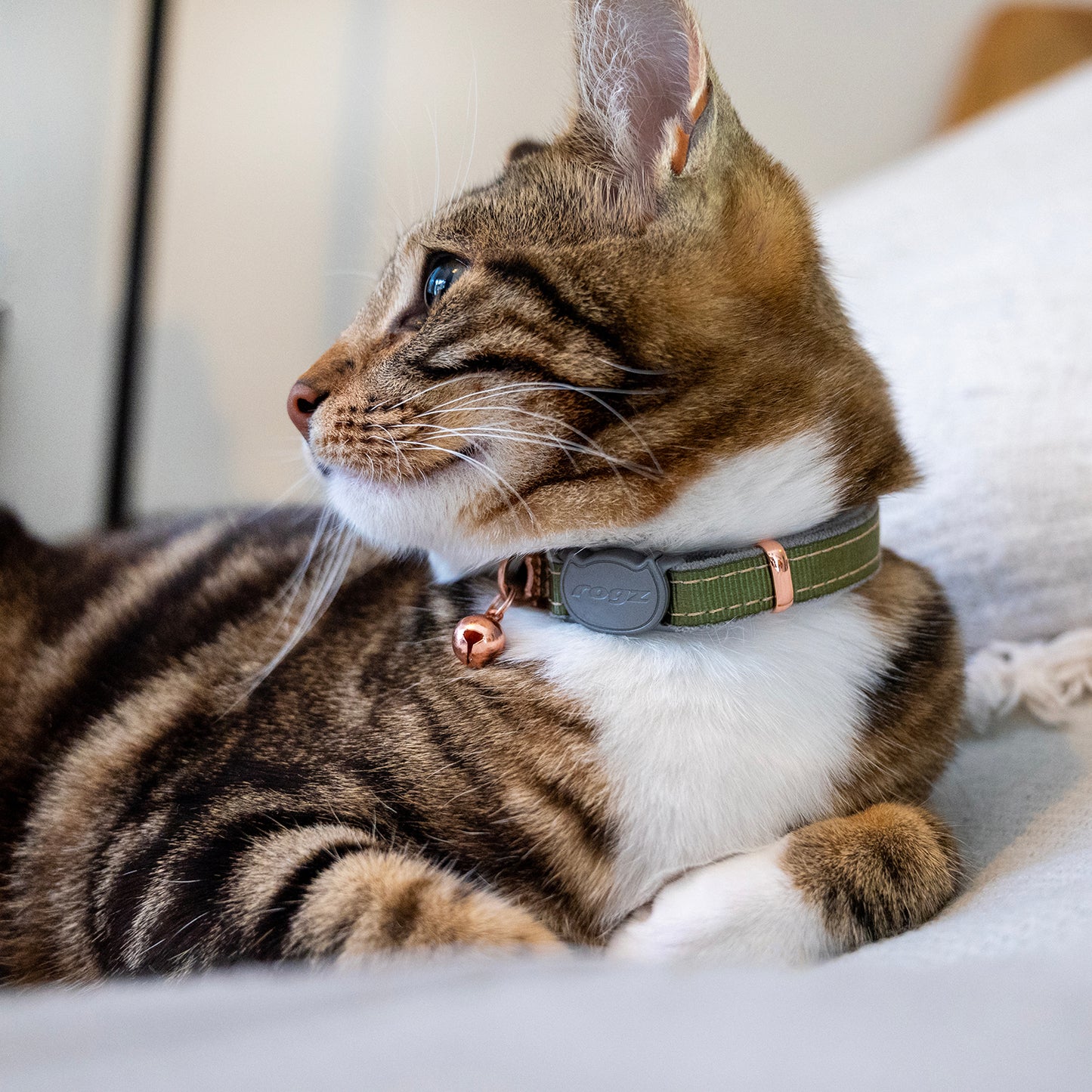 Tabby cat wearing a Rogz UrbanCat Safety Collar in Olive Twist with rose gold bell indoors