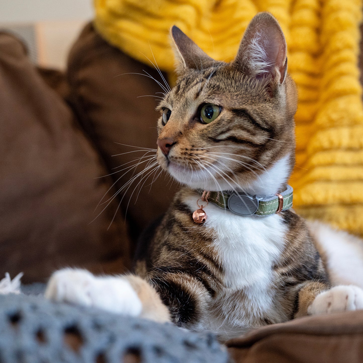 Tabby cat wearing a Rogz UrbanCat Safety Collar in Olive Twist with rose gold bell indoors