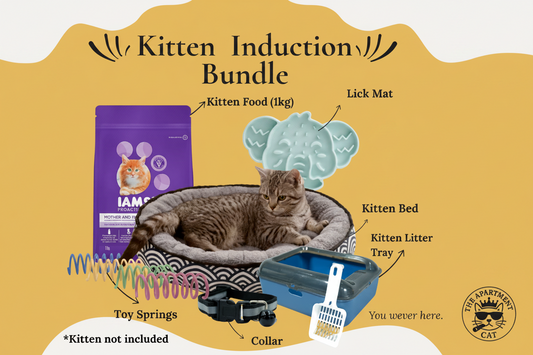 Kitten starter bundle with food, bed, litter tray, collar, lick mat, and toys - The Apartment Cat. 