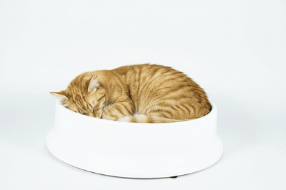 White round cat scratcher bed with gray cardboard insert, cat sleeping inside
