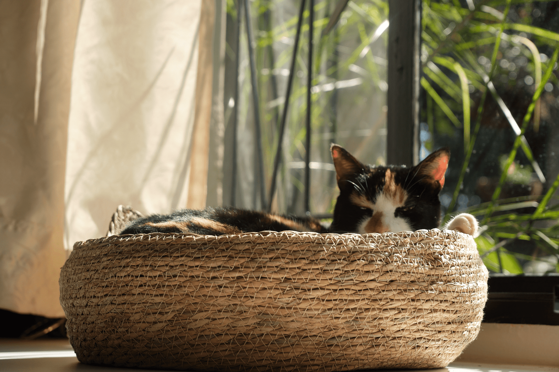Calico cat looking out from woven elevated cat bed with cream cushion.